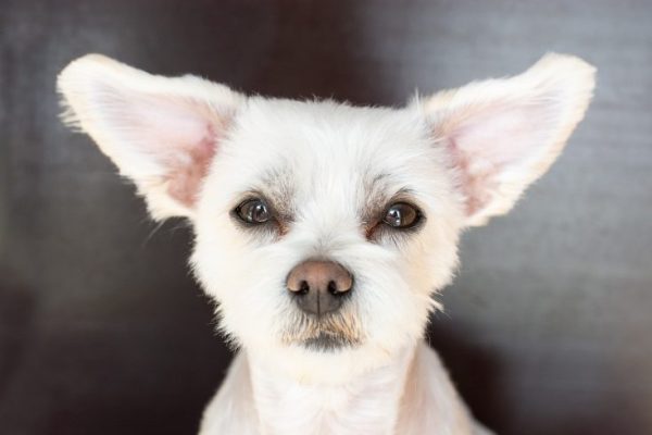 dog-4092757_1280