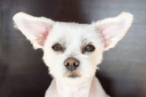 dog-4092757_1280