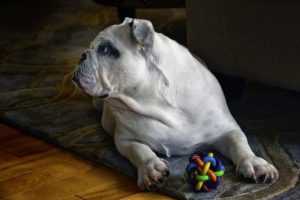 dog-560148_1280