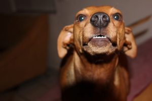 dog-588431_1280