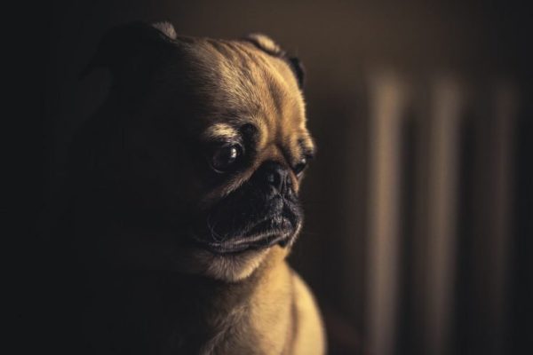 dog-690176_1280