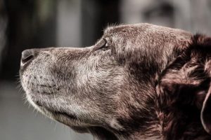 dog-916099_1280