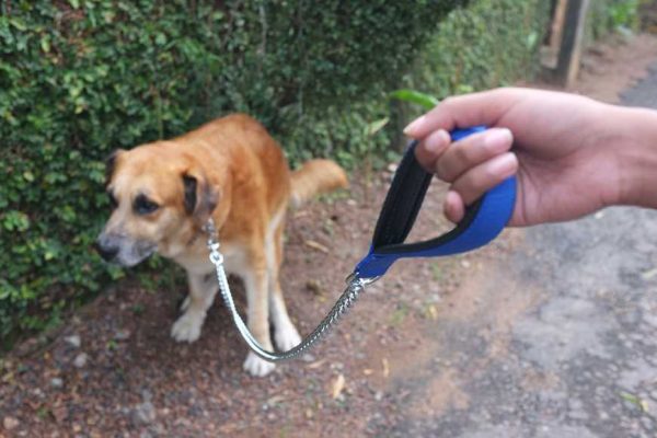 dog constipation-1