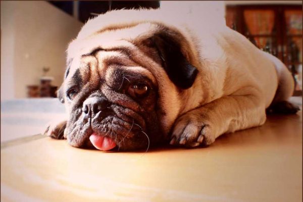 dog fever-1