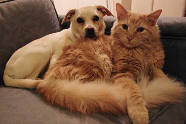 dog food vs. cat food-1