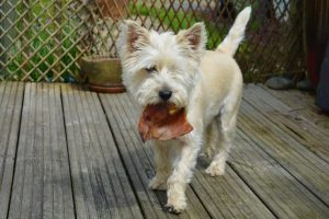 dogs-1598147_1280