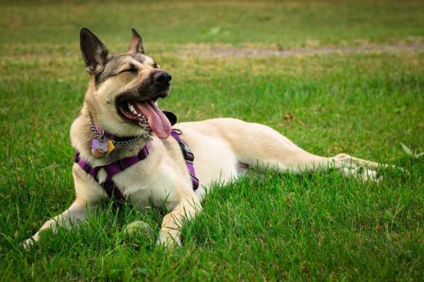 dogs-funny-things-1