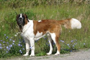 domestic-dog-1564978_960_720