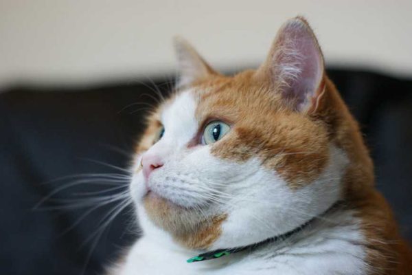 fat Cats-1