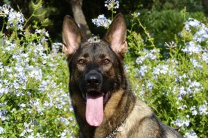 german-shepherd-232393_960_720