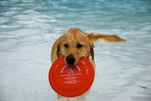 golden-retriever-1