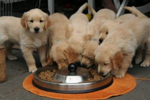 golden-retriever-puppy-2706672_1280