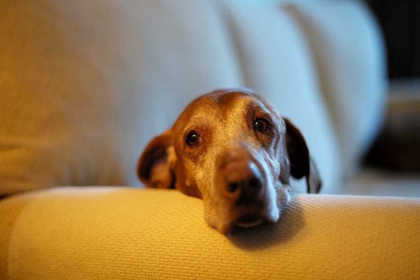 heartworm-preventive drugs-1
