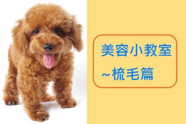 how-to-groom-your-dog-0