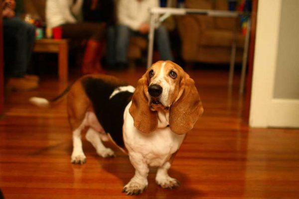 how to switch dog food-1