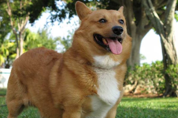 improve old dogs' life-1