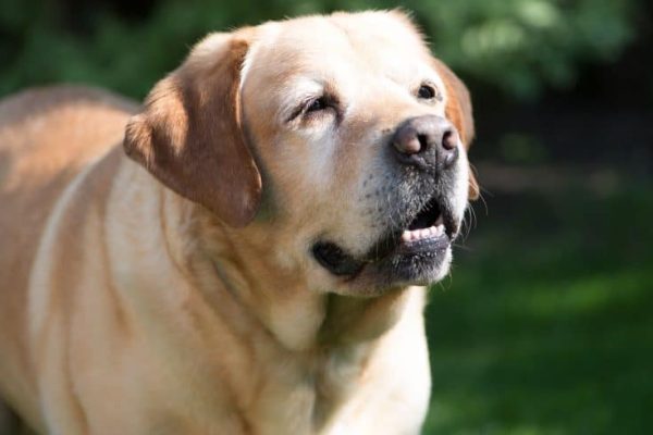 labrador-3403486_1280