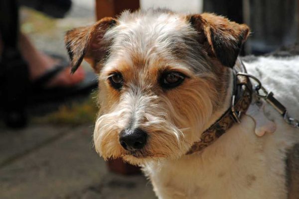 nutrients for old dogs-1