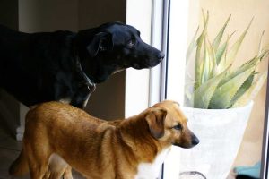 owners shouldn't do to when visitors come-1