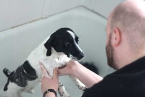 pet bath time-1