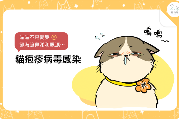 petmily-blog-貓咪皰疹病毒-202103_1