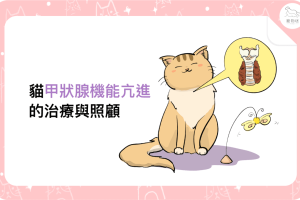 petmily-blog-貓甲狀腺機能亢進-202103_1