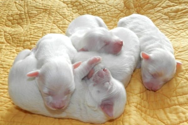 puppies-2255251_960_720