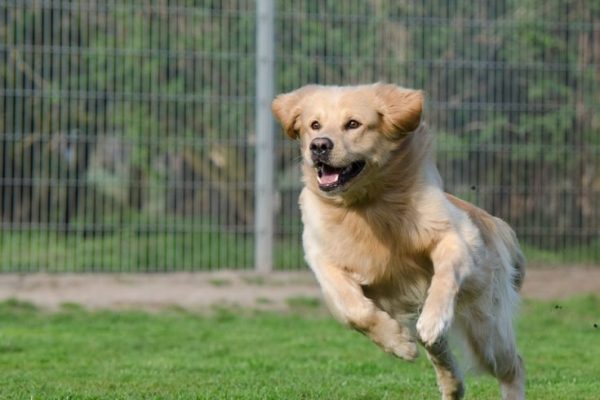 running-dog-750588_960_720