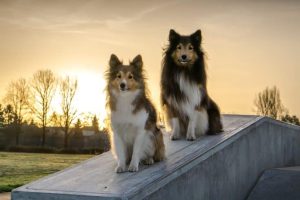shelties-1127870_960_720
