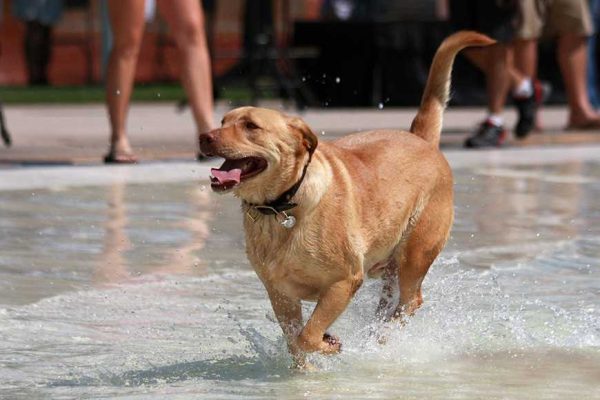 swim in summer-1
