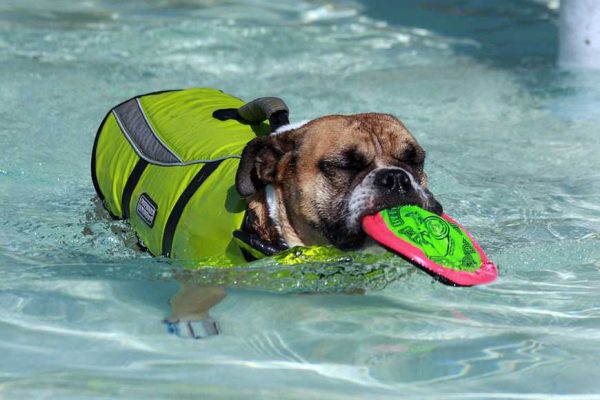 teach dog swim-1