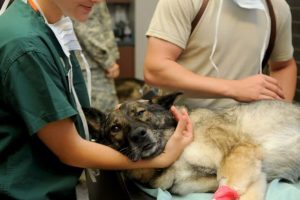 veterinary-85925_960_720