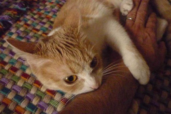 why my Cat  Biting-1