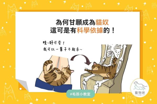 內容網站-貓奴是有科學解釋的