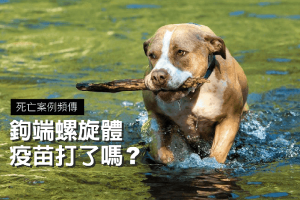 心絲蟲-01-03