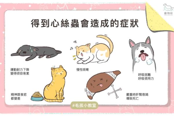 心絲蟲-01