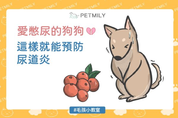 愛憋尿的狗狗這樣就能預防尿道炎_封面