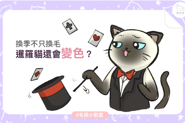 暹羅貓還會變色_1