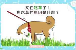 狗吃草-01