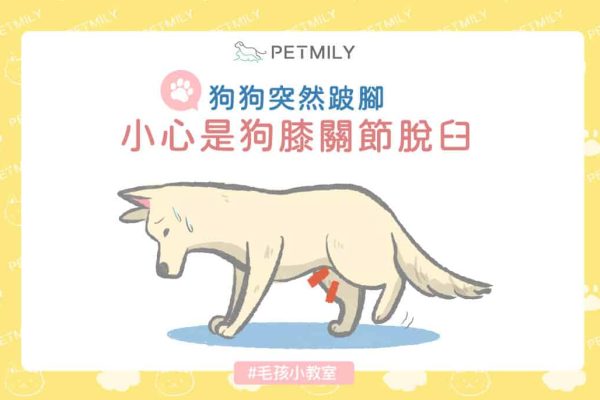 狗狗突然跛腳 小心是狗膝關節脫臼_封面