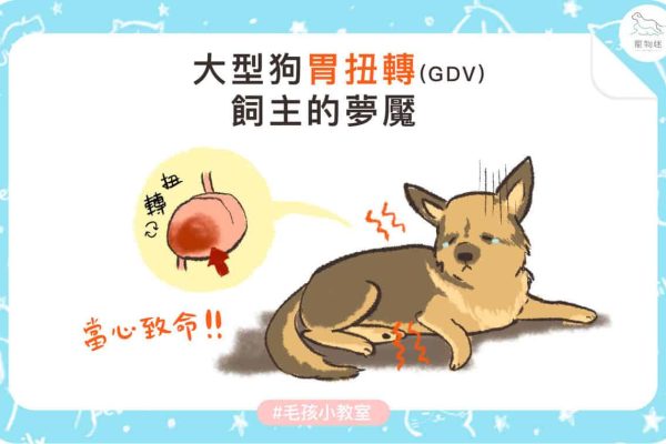 狗狗胃扭轉-01