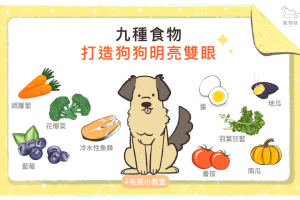 狗白內障-2