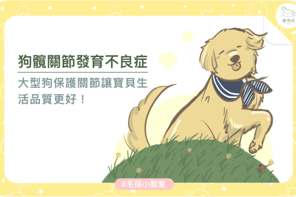 狗髖關節發育不良症-01