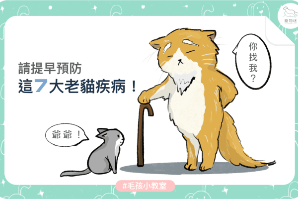 請提早預防這７大老貓疾病！_1