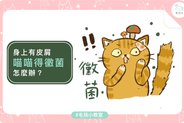 貓咪發霉-01