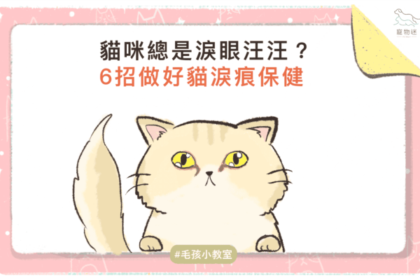 貓淚汪汪-01-2