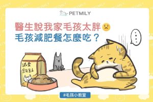醫生說我家毛孩太胖，毛孩減肥餐怎麼吃？_封面