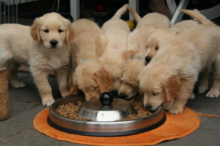 飼料裡含玉米？小心黃麴毒素找上門