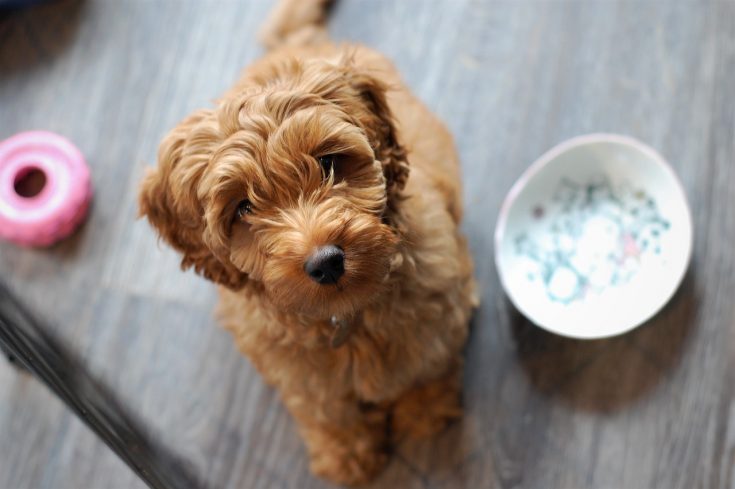 不想吃飼料？用狗鮮食征服愛犬的胃