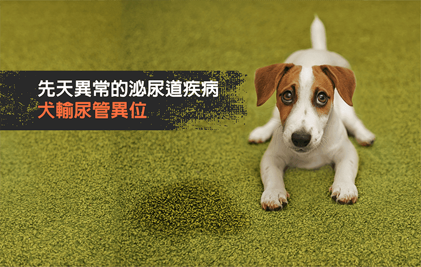 從「狗狗漏尿」淺談先天異常的泌尿道疾病－犬輸尿管異位